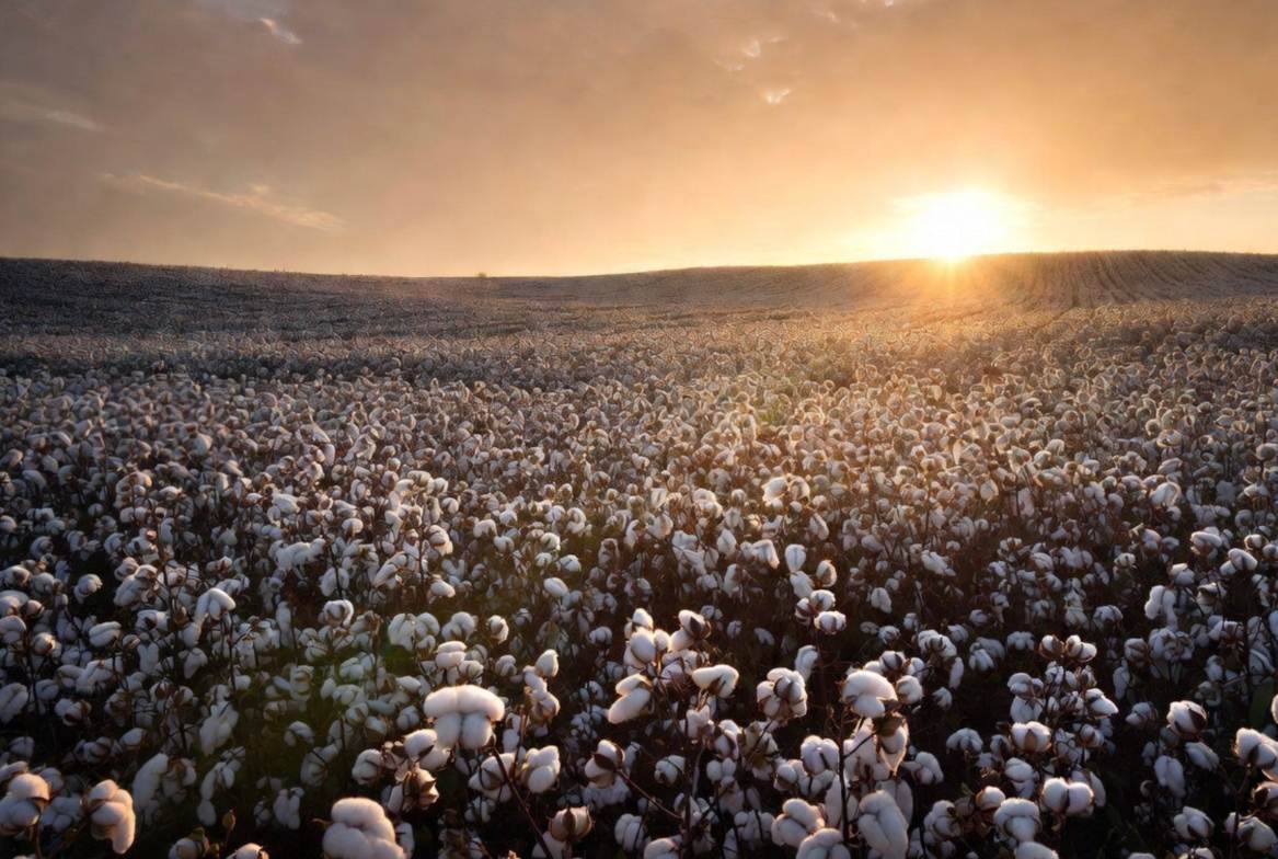 From Seed to Sanctuary: The Journey of Our Organic Bed Linen