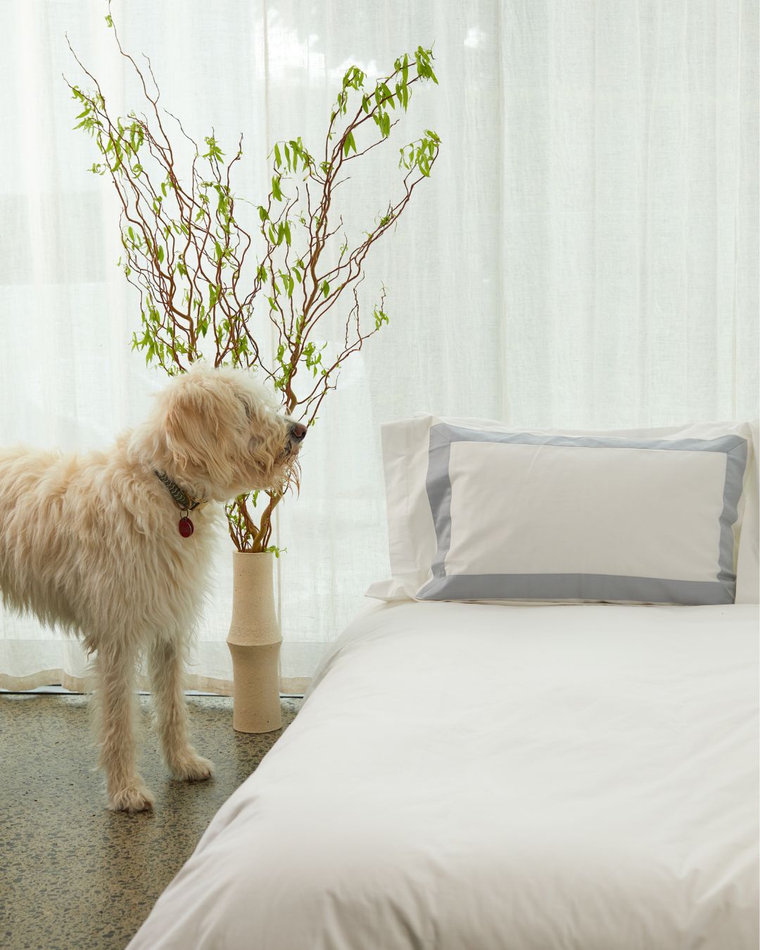 Dog standing next to a vase with branches indoors and a house of march white organic duvet cover and banded pillowcases